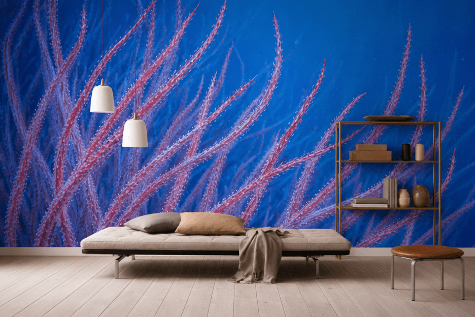 Coral Garden