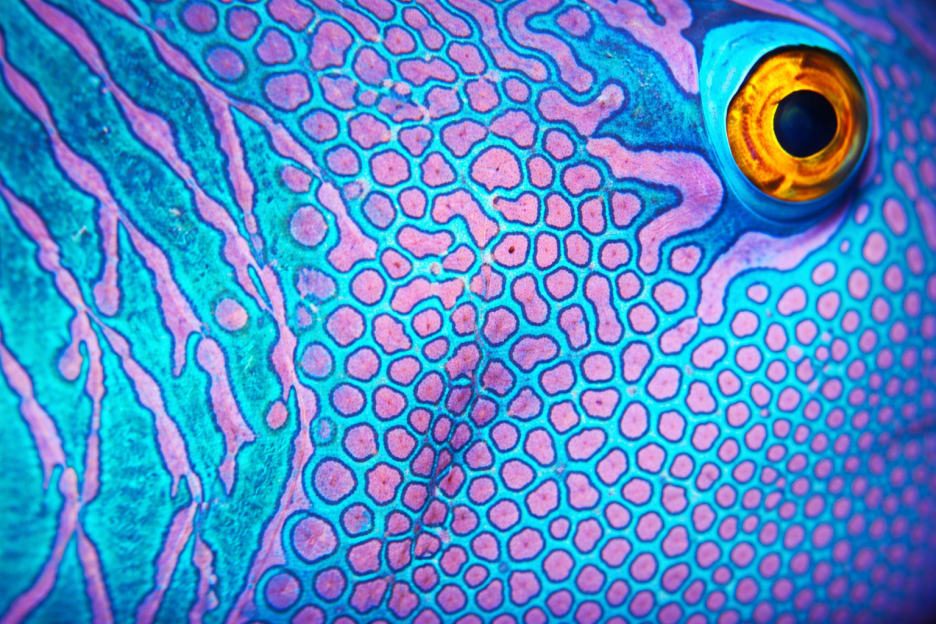 Iridescent Skin
