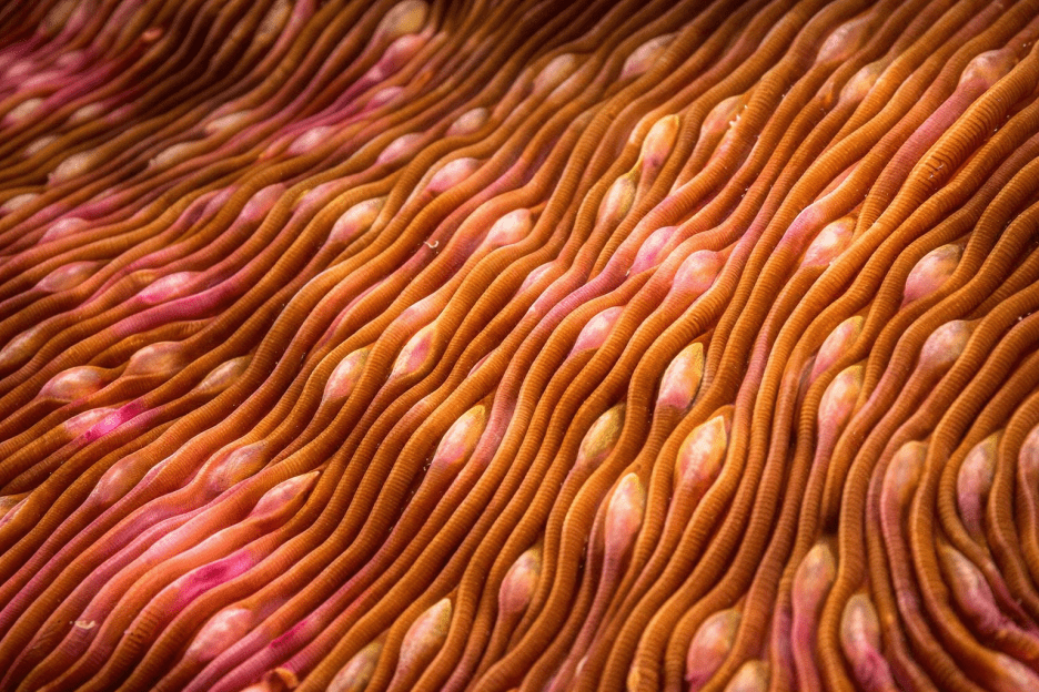 Sinuous Undercurrent