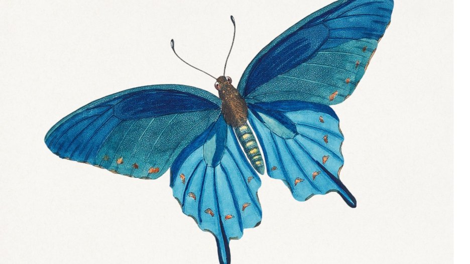 Indigo Flutter