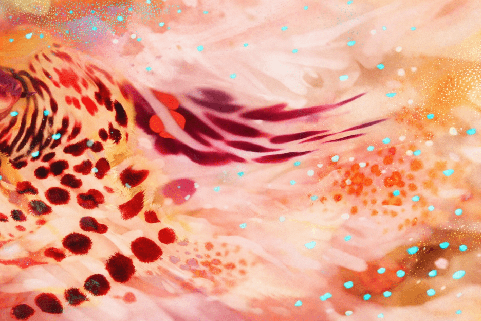 Blushing Petals