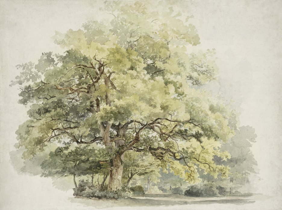 Canopy Oak Mural