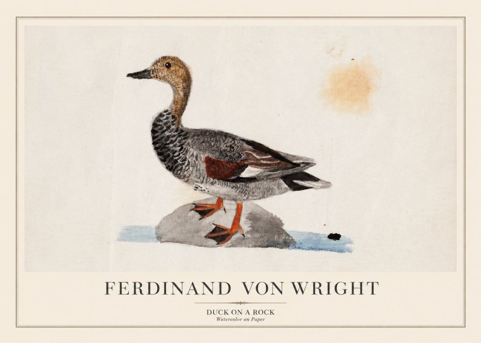 Ferdinand von Wright Duck on a Rock No1 - Plakát