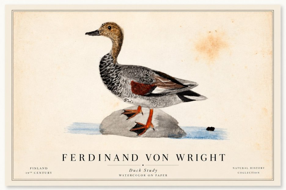 Ferdinand von Wright Duck on a Rock No2 - Plakát