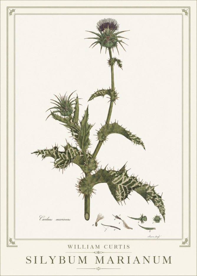 William Curtis Silybum Marianum No1 - Plakát