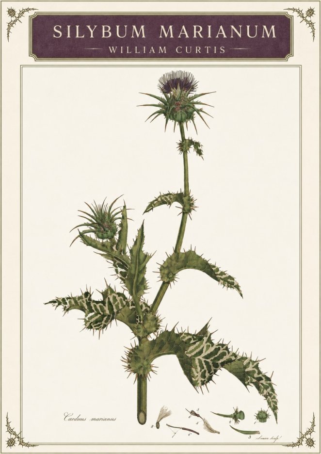 William Curtis Silybum Marianum No3 - Plakát