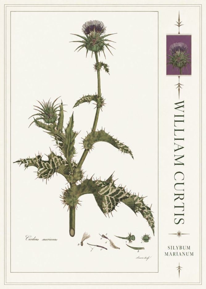 William Curtis Silybum Marianum No4 - Plakát