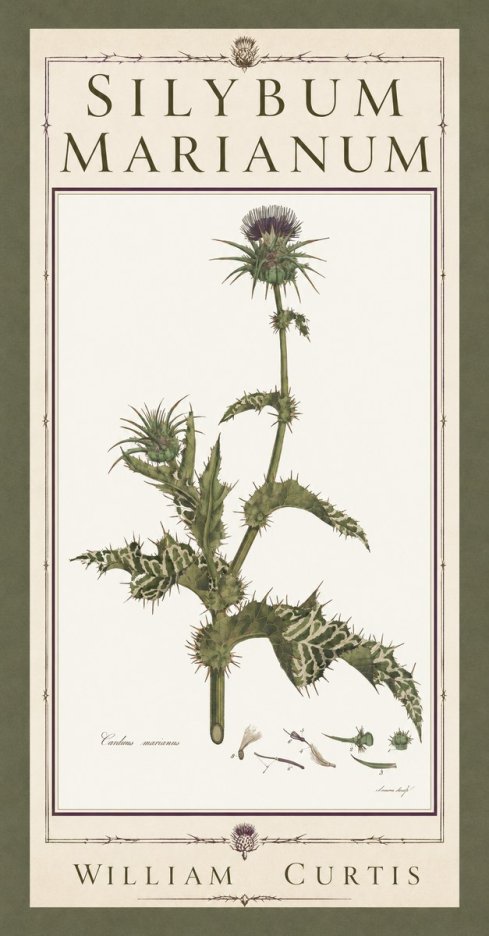 William Curtis Silybum Marianum No5 - Plakát