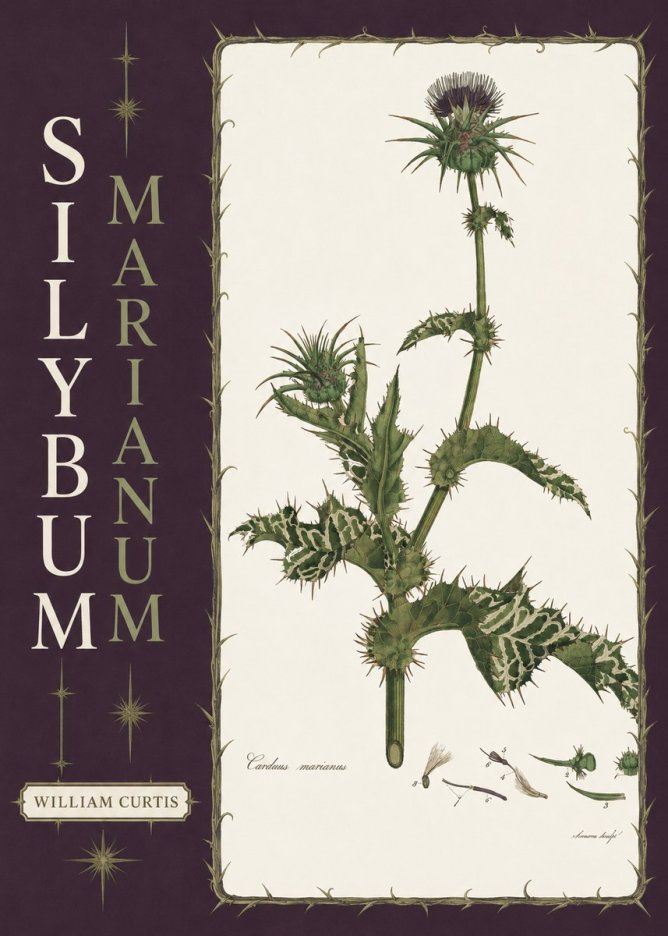 William Curtis Silybum Marianum No6 - Plakát