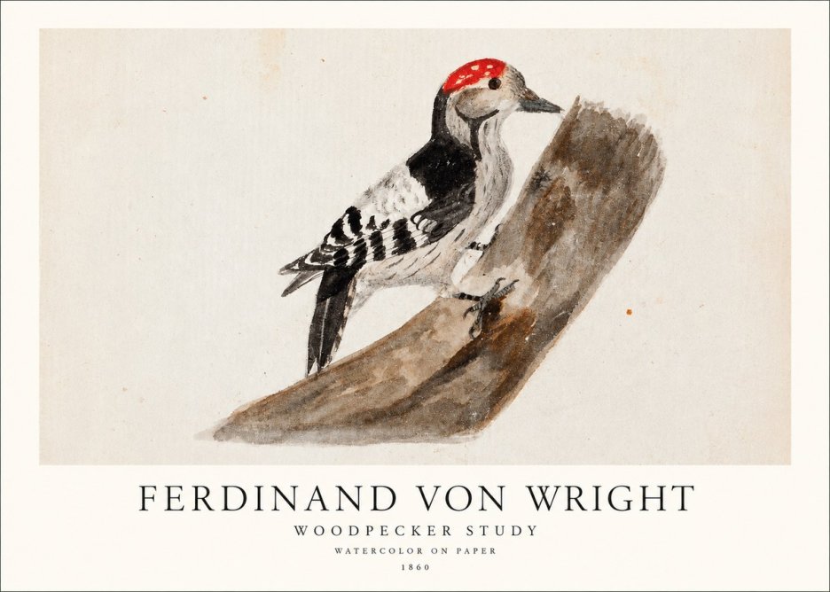 Ferdinand von Wright Woodpecker Study No1 - Plakát