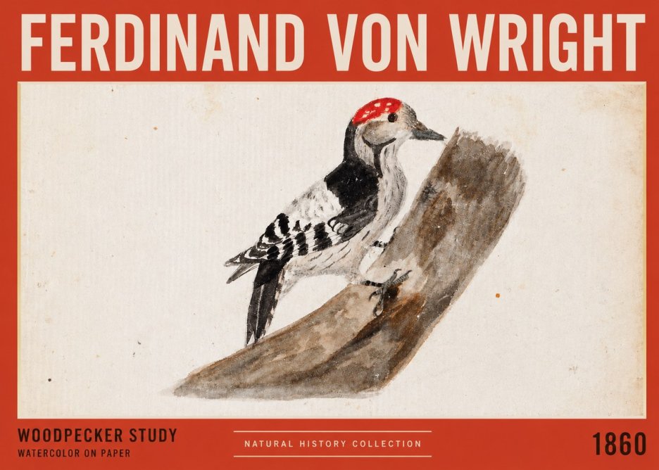Ferdinand von Wright Woodpecker Study No2 - Plakát