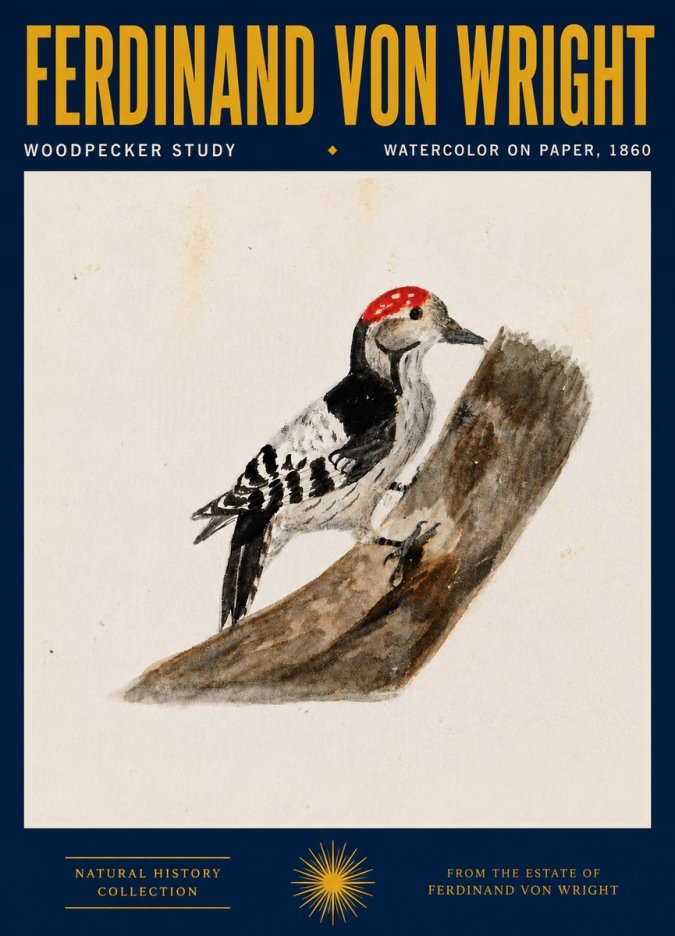 Ferdinand von Wright Woodpecker Study No4 - Plakát