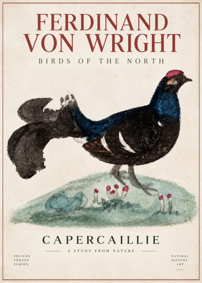 Ferdinand von Wright Western Capercaillie - Watercolor Study No6 - Plakát