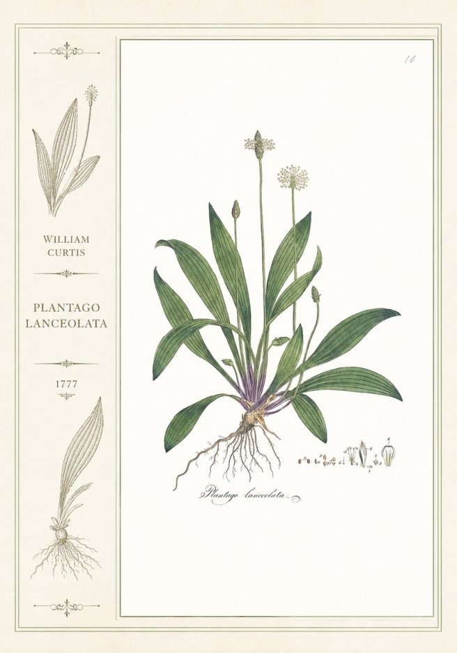 William Curtis Plantago Lanceolata I No2 - Plakát