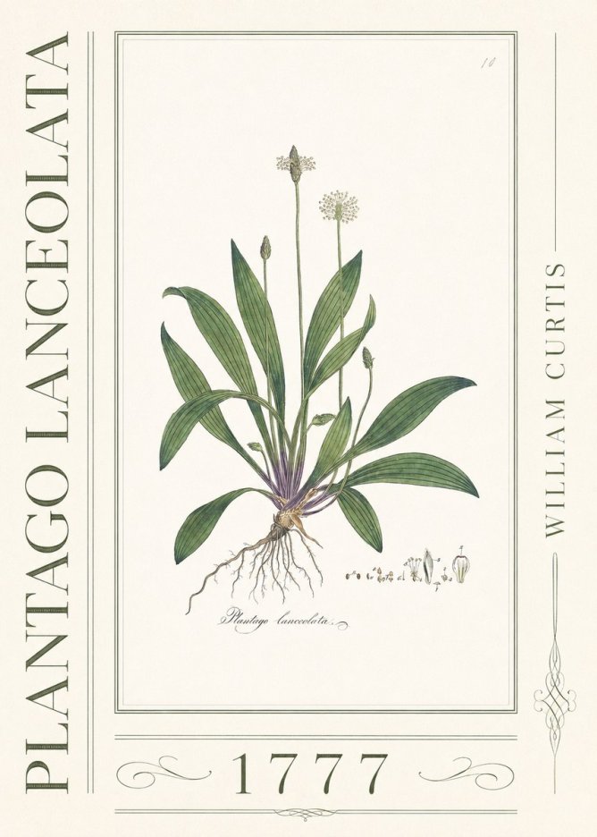William Curtis Plantago Lanceolata I No3 - Plakát