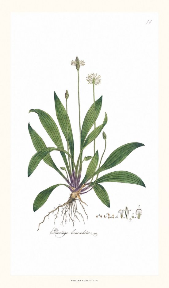 William Curtis Plantago Lanceolata I No6 - Plakát