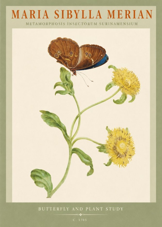 Maria Sibylla Merian Butterfly and Plant Study No2 - Plakát
