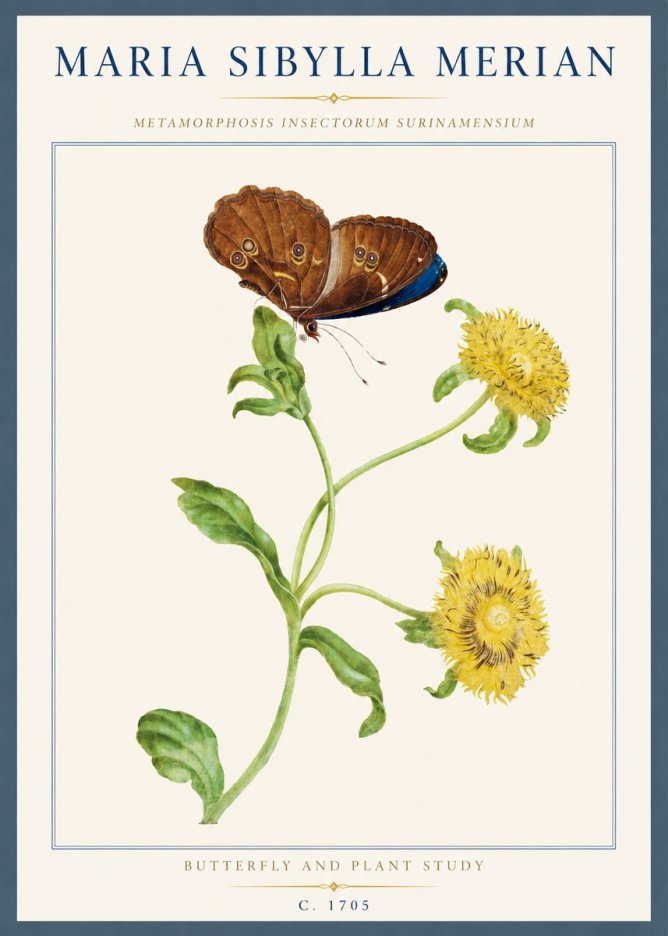 Maria Sibylla Merian Butterfly and Plant Study No3 - Plakát