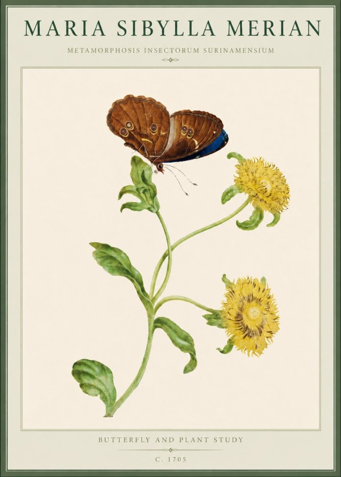 Maria Sibylla Merian Butterfly and Plant Study No4 - Plakát