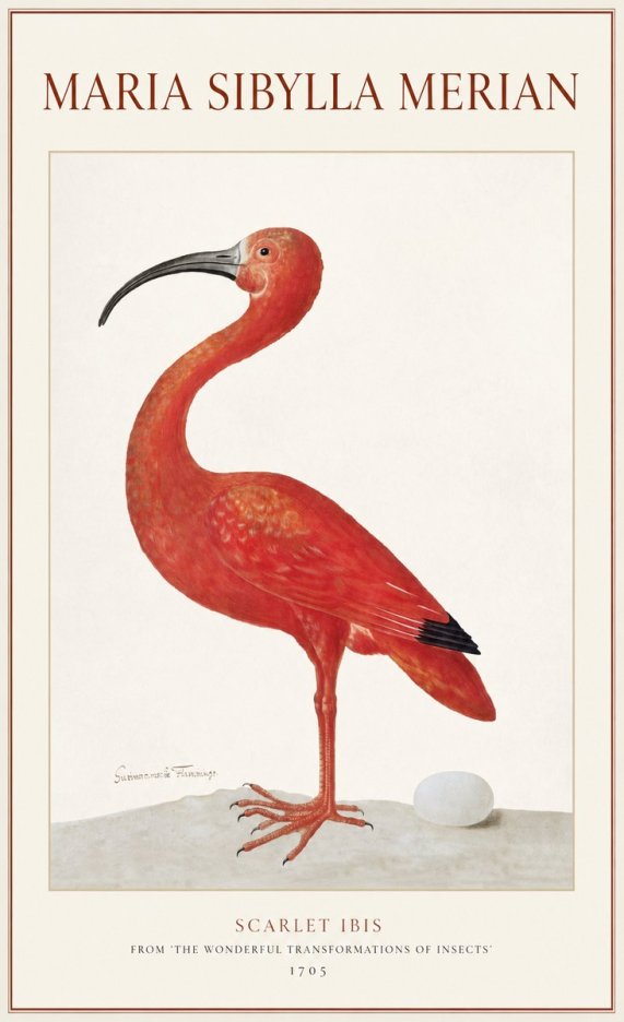 Maria Sibylla Merian Scarlet Ibis No1 - Plakát