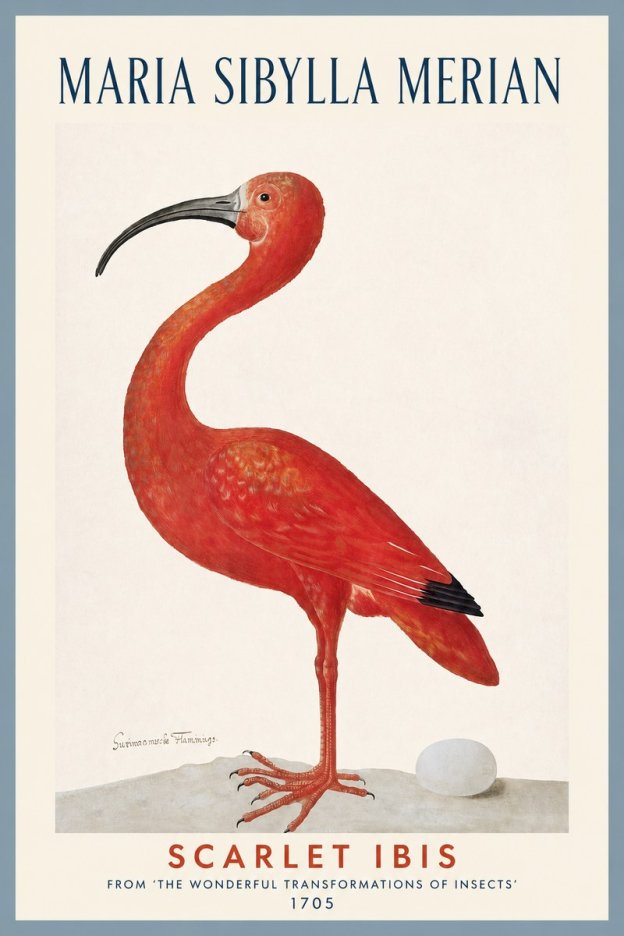 Maria Sibylla Merian Scarlet Ibis No2 - Plakát