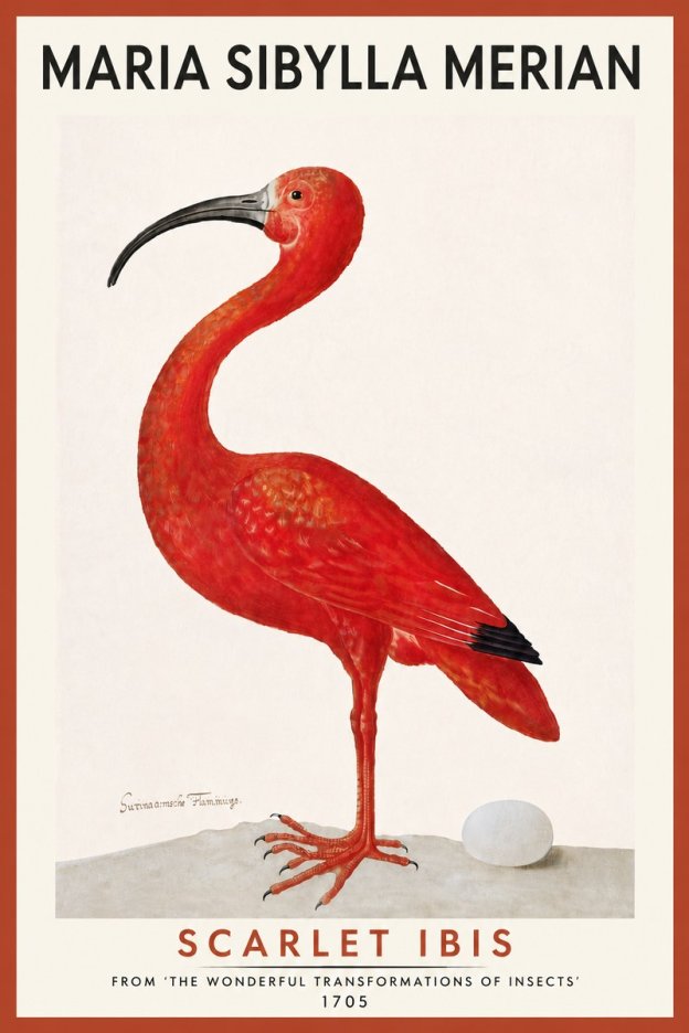 Maria Sibylla Merian Scarlet Ibis No5 - Plakát