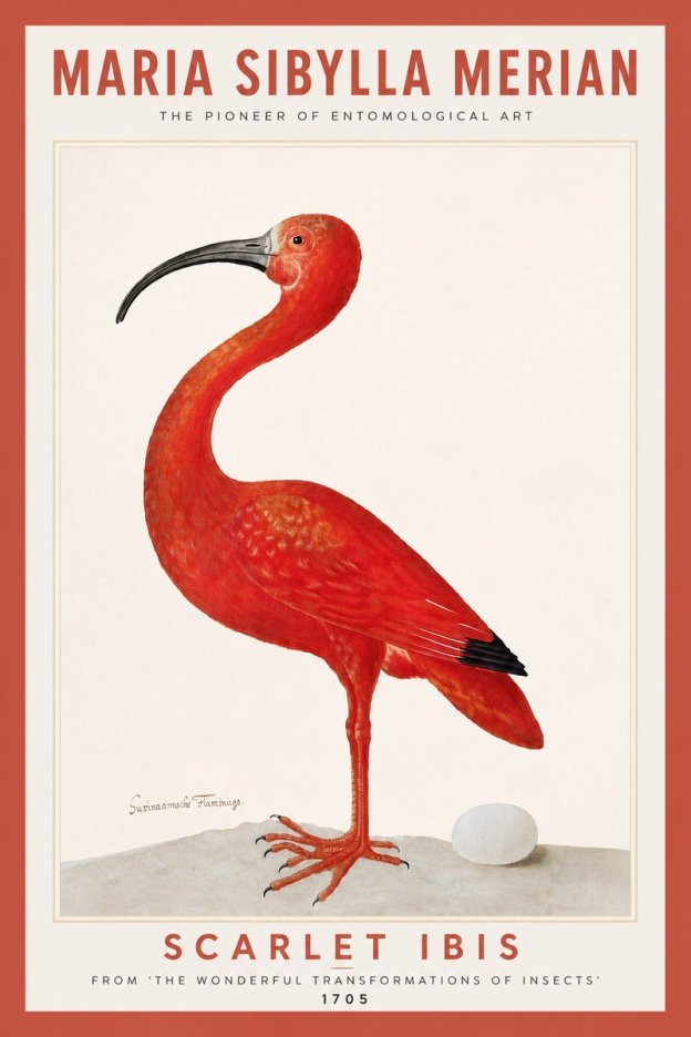 Maria Sibylla Merian Scarlet Ibis No6 - Plakát