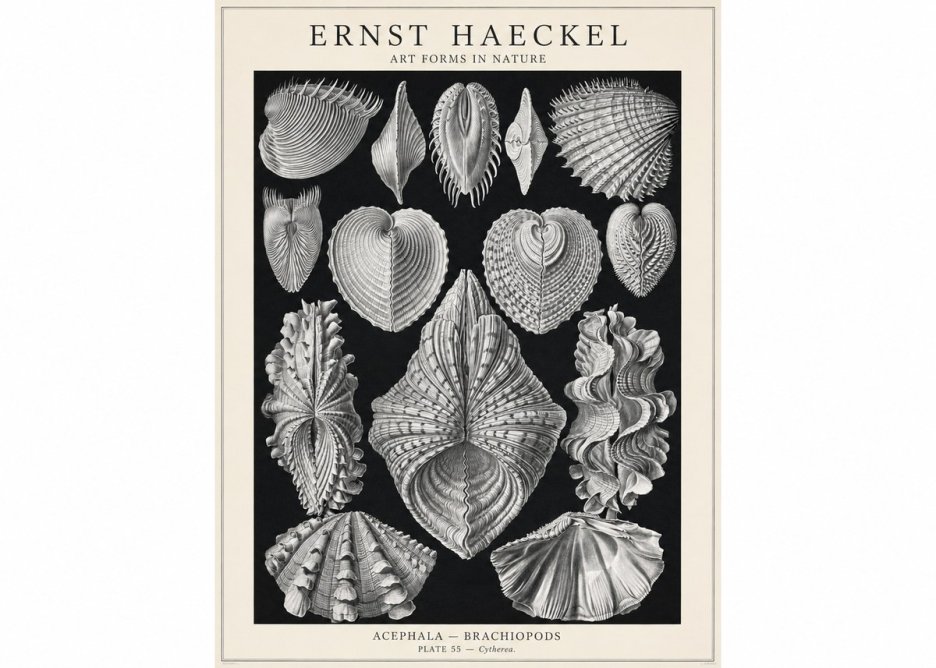 Ernst Haeckel Acephala — Brachiopods Plate 55 — Cytherea. No1 - Plakát