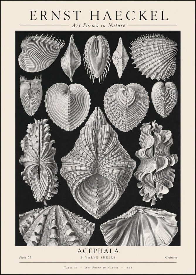 Ernst Haeckel Acephala — Brachiopods Plate 55 — Cytherea. No2 - Plakát