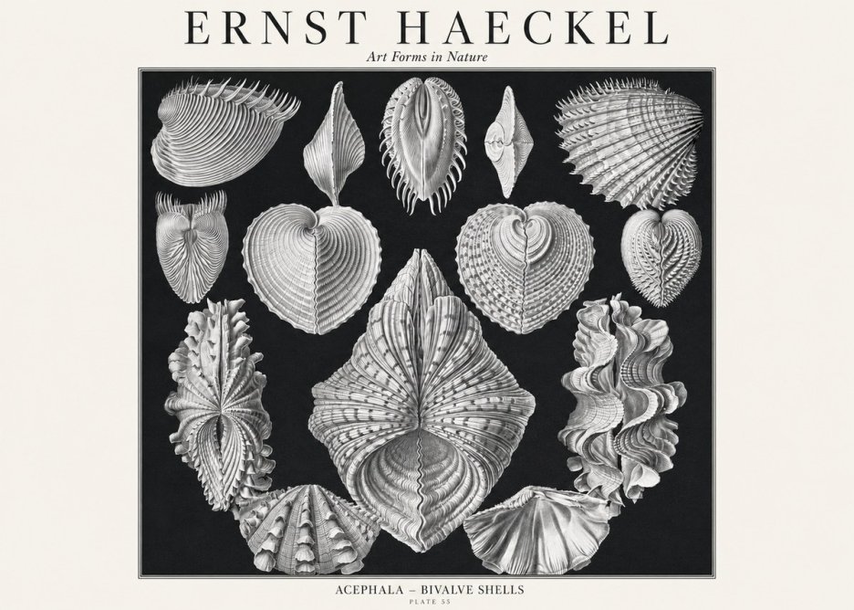 Ernst Haeckel Acephala — Brachiopods Plate 55 — Cytherea. No3 - Plakát