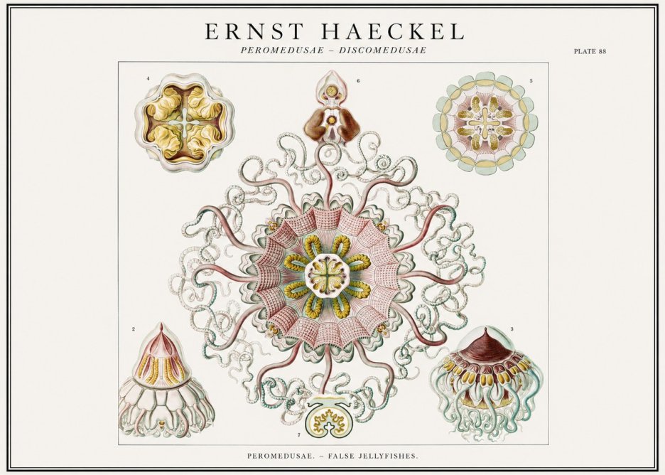 Ernst Haeckel Peromedusae – Discomedusae No1 - Plakát
