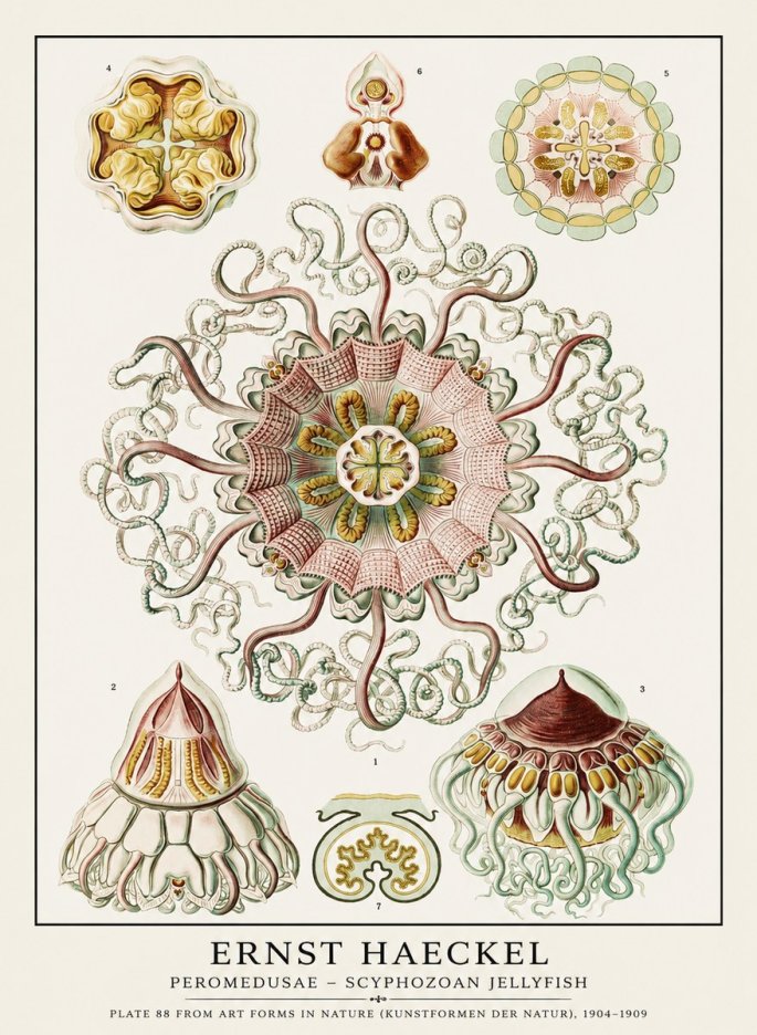 Ernst Haeckel Peromedusae – Discomedusae No3 - Plakát
