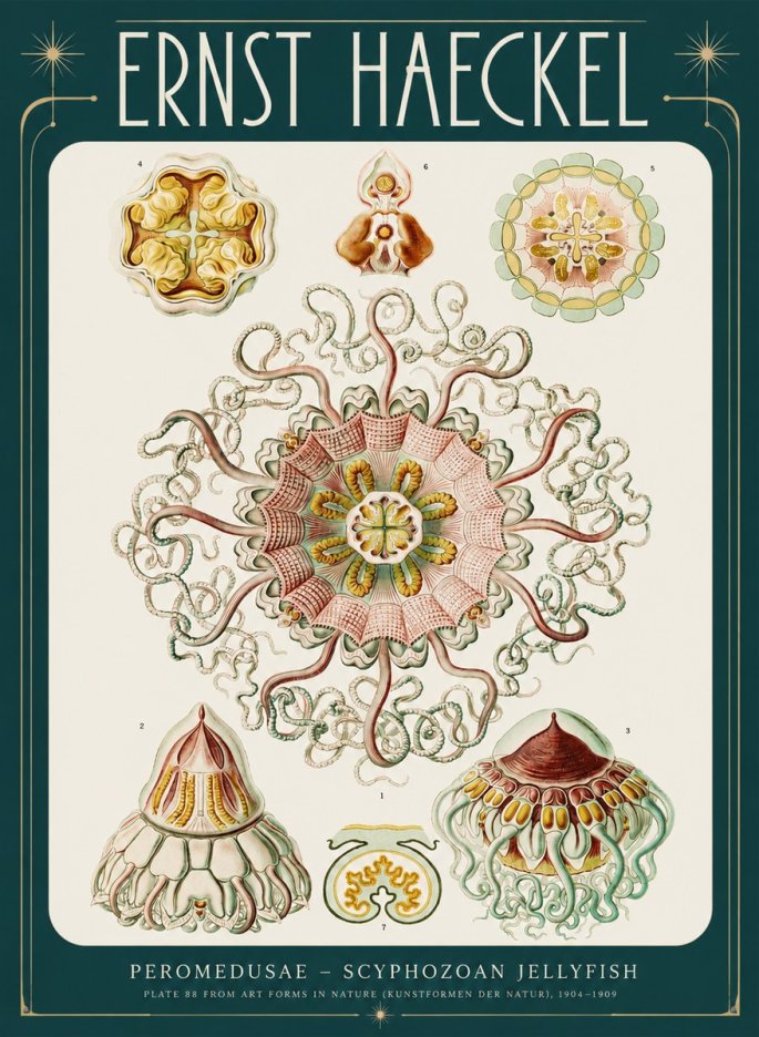 Ernst Haeckel Peromedusae – Discomedusae No4 - Plakát