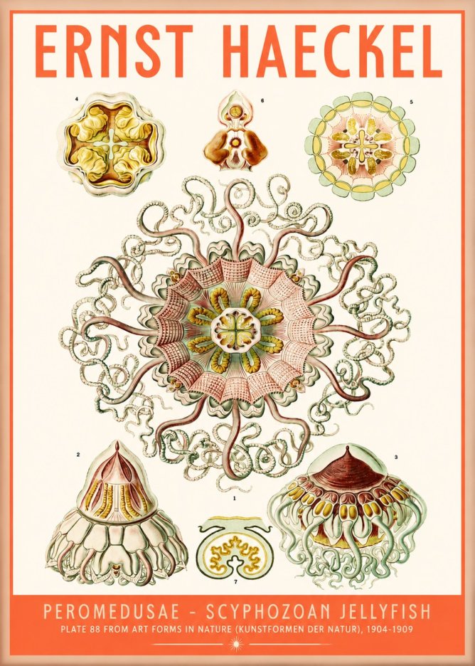 Ernst Haeckel Peromedusae – Discomedusae No5 - Plakát
