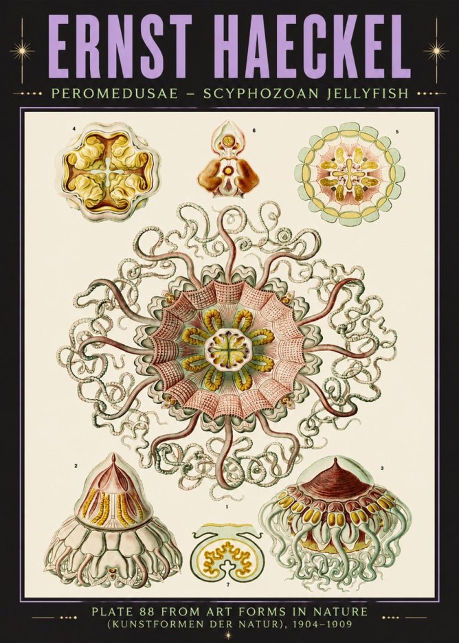 Ernst Haeckel Peromedusae – Discomedusae No6 - Plakát