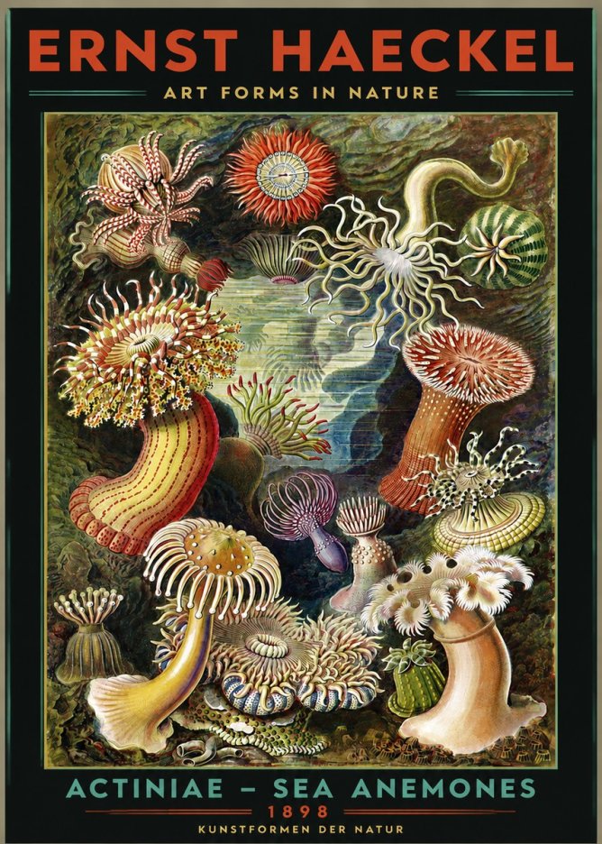 Ernst Haeckel Sea Anemones No3 - Plakát