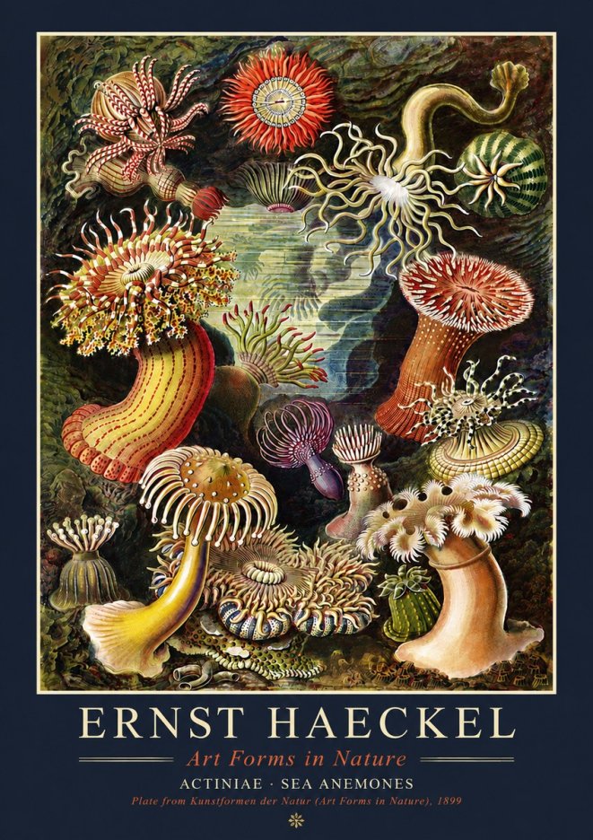 Ernst Haeckel Sea Anemones No4 - Plakát