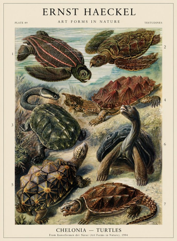 Ernst Haeckel Chelonia - Turtles No2 - Plakát