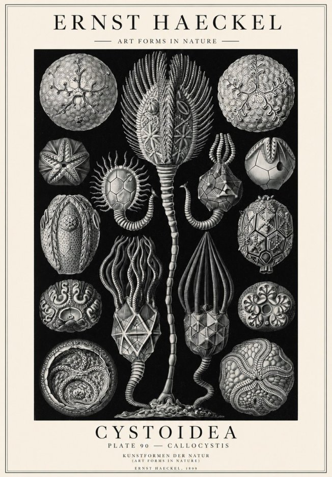 Ernst Haeckel Cystoidea - Callocystis No1 - Plakát