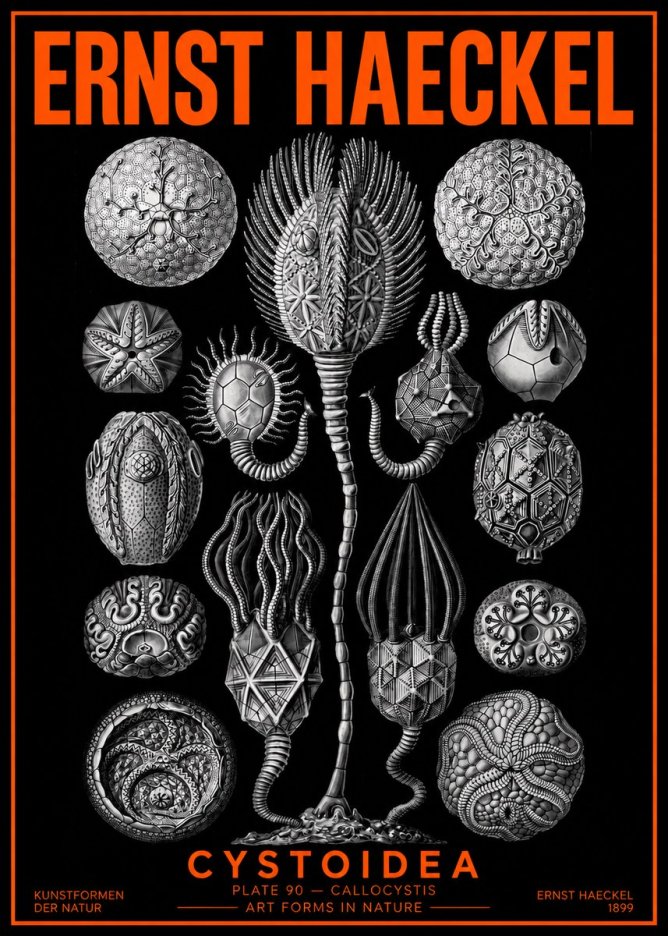Ernst Haeckel Cystoidea - Callocystis No2 - Plakát