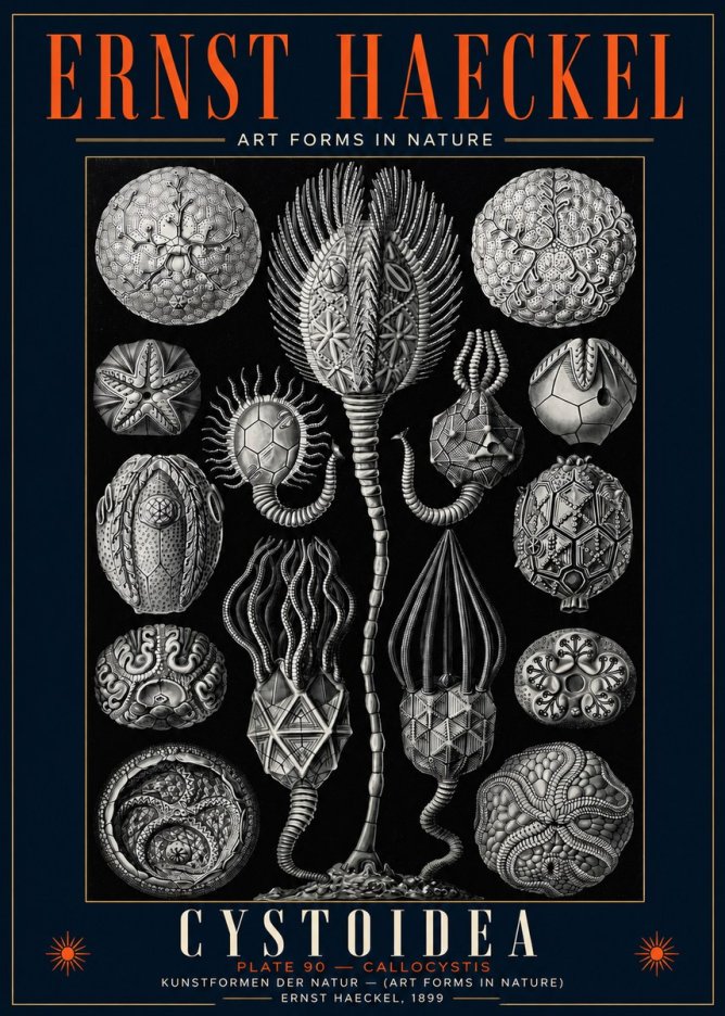 Ernst Haeckel Cystoidea - Callocystis No5 - Plakát