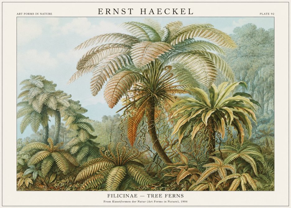 Ernst Haeckel Filicinae – Tree Ferns No1 - Plakát
