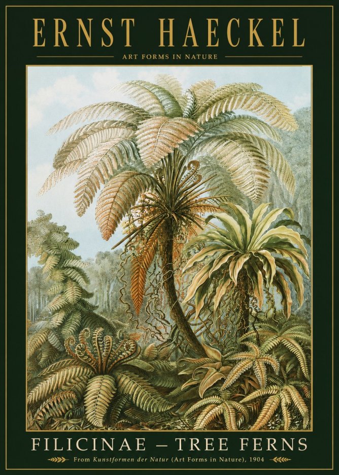 Ernst Haeckel Filicinae – Tree Ferns No2 - Plakát