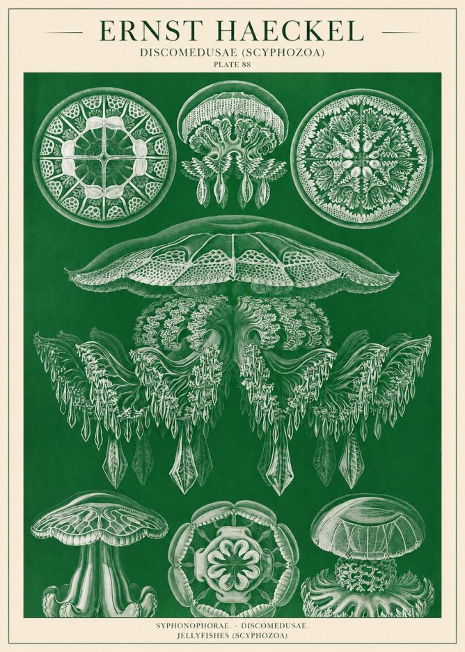 Ernst Haeckel Discomedusae (Scyphozoa) Plate 88 No1 - Plakát