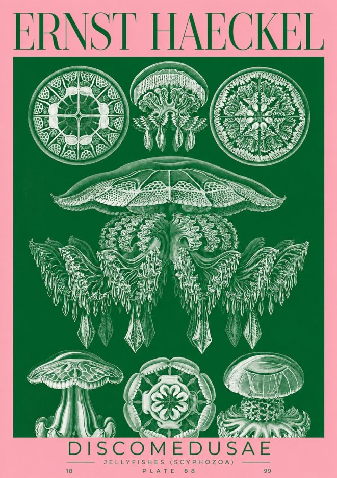 Ernst Haeckel Discomedusae (Scyphozoa) Plate 88 No2 - Plakát