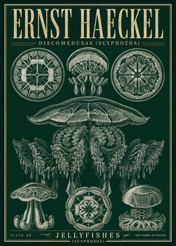 Ernst Haeckel Discomedusae (Scyphozoa) Plate 88 No5 - Plakát
