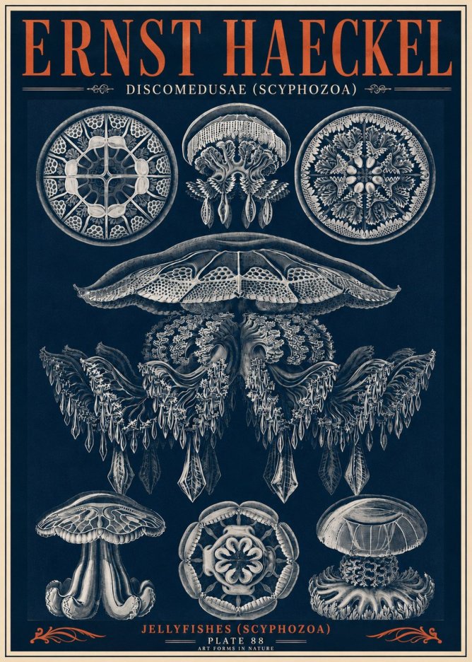 Ernst Haeckel Discomedusae (Scyphozoa) Plate 88 No6 - Plakát