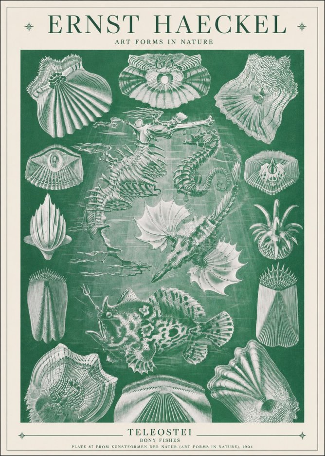 Ernst Haeckel Teleostei - Bony Fishes No1 - Plakát