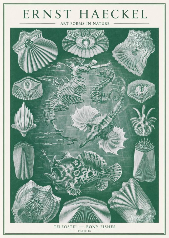 Ernst Haeckel Teleostei - Bony Fishes No2 - Plakát