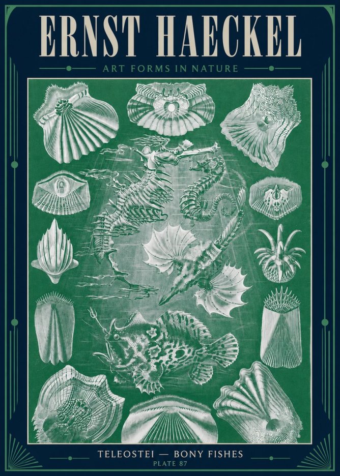 Ernst Haeckel Teleostei - Bony Fishes No4 - Plakát
